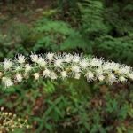 Menopoz Tedavisinde Black Cohosh